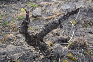 Bouaye - Circuit des vignes