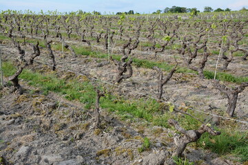 Bouaye - Circuit des vignes