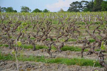 Bouaye - Circuit des vignes