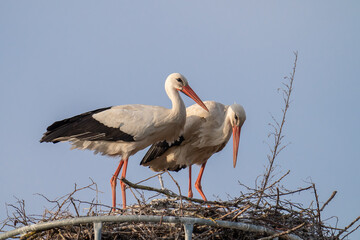 Weißstorch Paar (Ciconia ciconia), auch Klapperstorch genannt