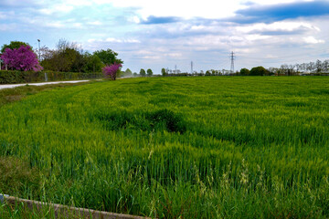 campagna verde