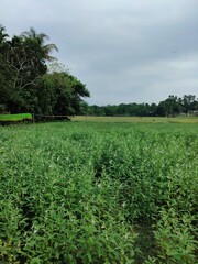 Obraz premium Green plan with grass 