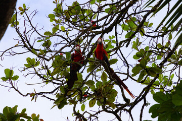 Parrots in costa rica