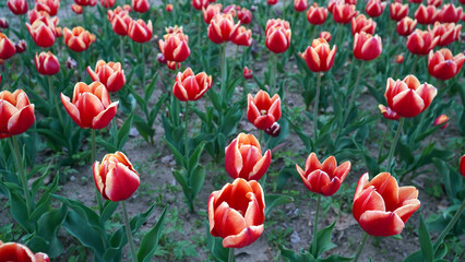 Fototapeta premium Various colors and beautiful images of tulips planted on the Han River promenade