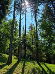 alberi nel bosco