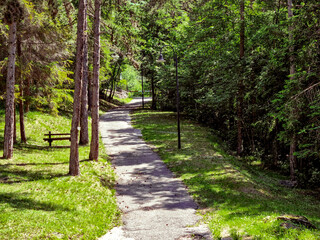 sentiero e alberi nel bosco