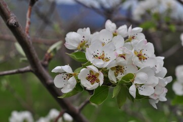 Apple blossoms on a spring day.