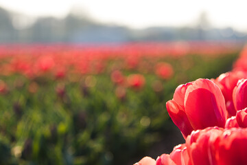 Tulpenfeld in Holland