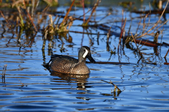 Male Blue-winged Teal duck on water in marsh