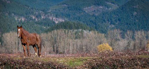 horse in winter coat with mountain and leafless trees background