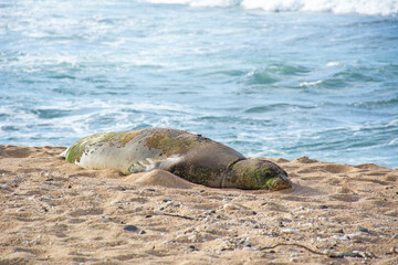 Hawaiian monk seal napping resting on the beach in Kauai, Hawaii