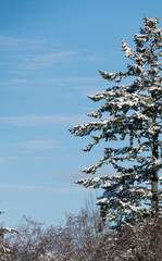 evergreen tree with snow and blue sky background