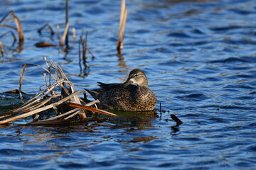 Female Blue-winged Teal duck on water in marsh