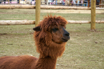 An alpaca animal close-up view. The homeland of alpacas is South America – Bolivia, Peru, Chile, and Ecuador. The largest herds are found in the hills of Peru and in the highest places in the Andes.