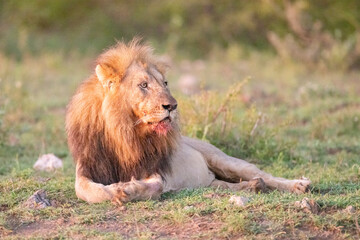 Löwe ruht sich aus nach grossem Fressen - Lion relax after big meal
