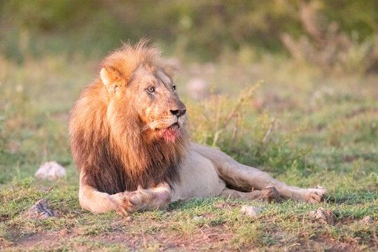 L&ouml;we ruht sich aus nach grossem Fressen - Lion relax after big meal