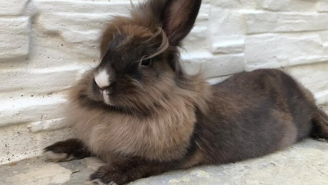 Portrait eines Zwergkaninchen.