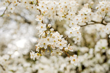 beautiful branches of cherry blossoms on a blurred white background,
