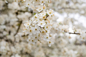 beautiful branches of cherry blossoms on a blurred white background,