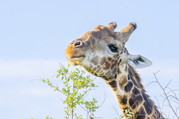 Giraffe am Fressen - giraffe eating green - Close-up