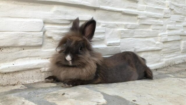 Portrait eines Zwergkaninchen.