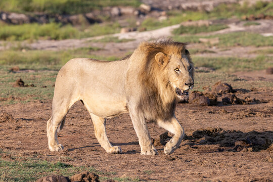 L&ouml;we l&auml;uft durch sein Revier - majestic lion in his kingdom
