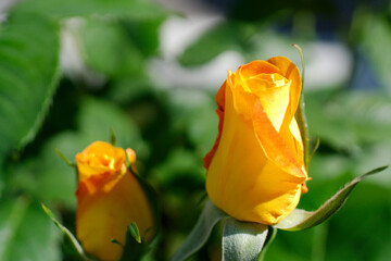 pink and yellow rose in garden