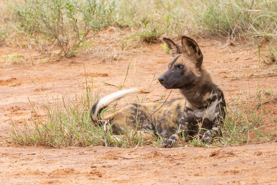 Wildhund ist aufmerksam und beobachtet - wild dog is watching