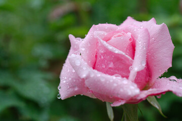 pink and yellow rose in garden
