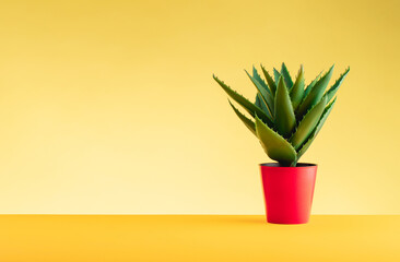 Aloe plant in a red pot stands on a yellow table against a yellow background. The concept of...