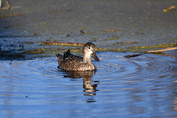 Female Blue-winged Teal duck on water in marsh