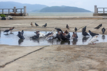 Obraz premium Pigeons shed their feathers in a puddle at the park