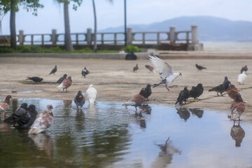 Fototapeta premium Pigeons shed their feathers in a puddle at the park