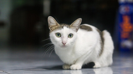 Close up of cute white and black cat