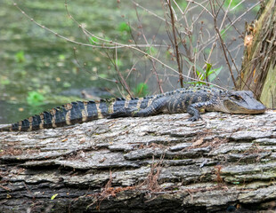 American Alligator Basking