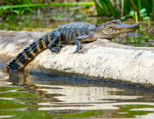 American Alligator Basking