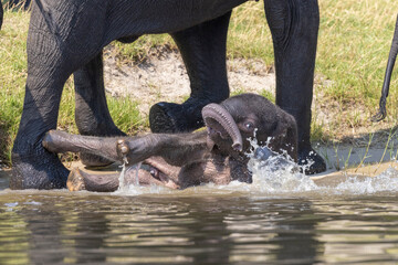 Elefanten Baby spielt im Wasser - elephant baby plays in water