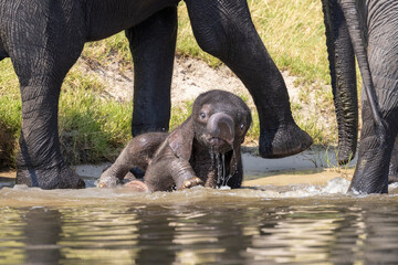 Elefanten Baby spielt im Wasser - Elephant baby plays in water