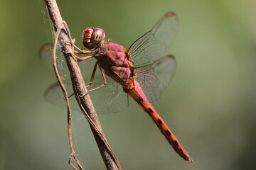 Red dragonfly on a branch