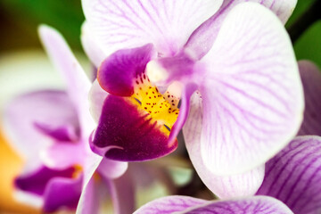 Blossoming purple flower house orchid close up macro floral nature background