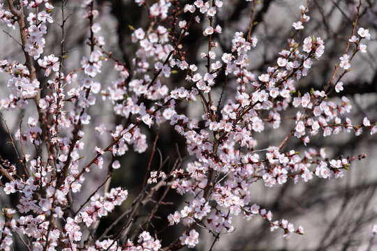White blossoming apricot flowers close up floral nature . Spring concept.