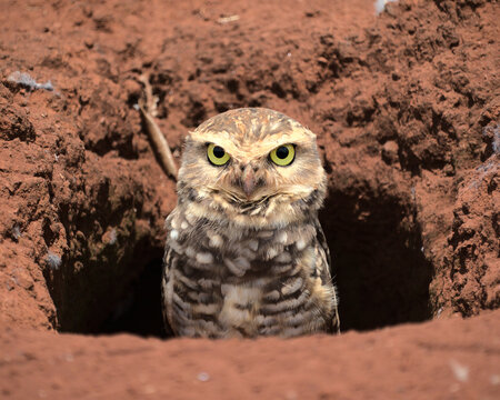 Burrowing Owl