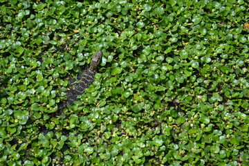 Small American Alligator in the water lily, White Lake, Cullinan Park, Sugar Land