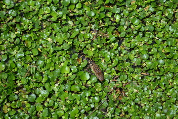 The head of small American Alligator in the water lily, White Lake, Cullinan Park, Sugar Land