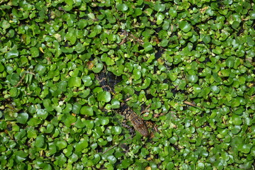 Small American Alligator in the water lily, White Lake, Cullinan Park, Sugar Land