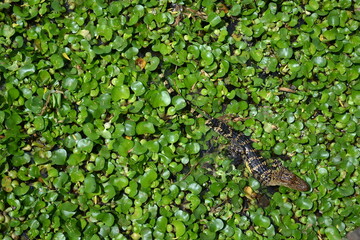 Small American Alligator in the water lily, White Lake, Cullinan Park, Sugar Land
