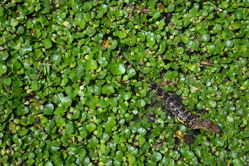 Small American Alligator in the water lily, White Lake, Cullinan Park, Sugar Land