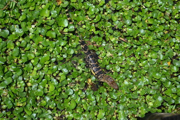 Small American Alligator in the water lily, White Lake, Cullinan Park, Sugar Land