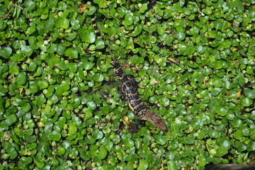 Obraz premium Small American Alligator in the water lily, White Lake, Cullinan Park, Sugar Land