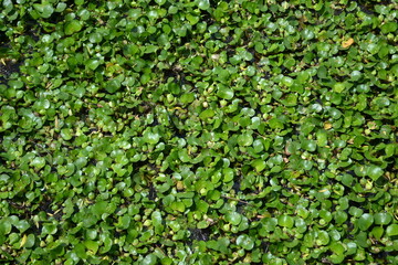 Water lily flat lay, White Lake, Cullinan Park, Sugar Land